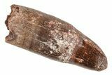 Rooted Fossil Crocodile Tooth - Morocco #215425-1